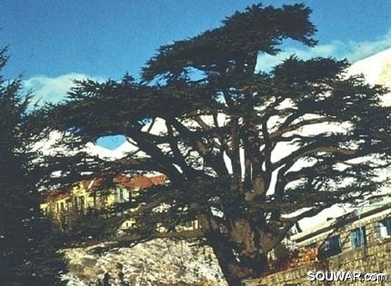 Cedars